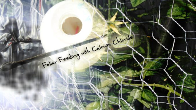 Foliar Feeding with Calcium Chloride