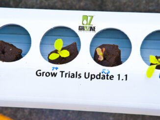 hydroponic growing trials update 1-1