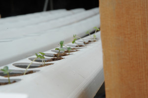 Very young seedlings in NFT getting established for food production