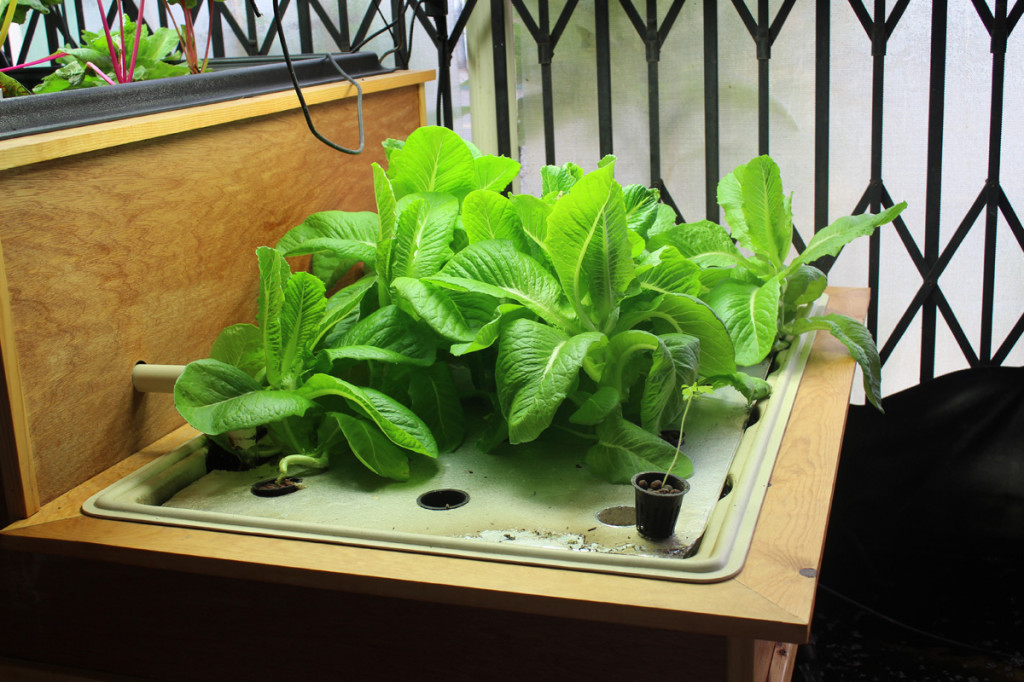 The Raft Hydroponic System | Amazing Hydroponic Systems For Indoor Gardening