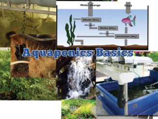 aquaponics basics