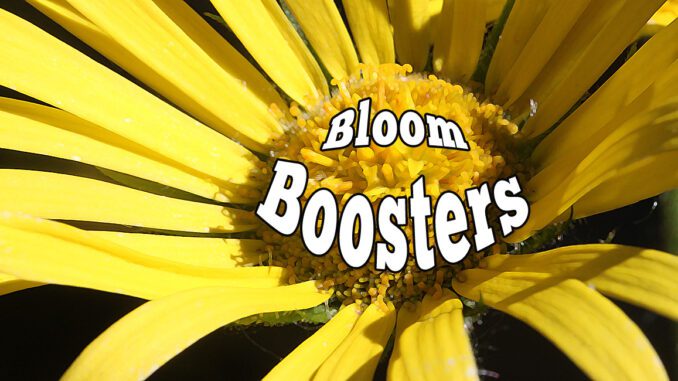 bloom boosters