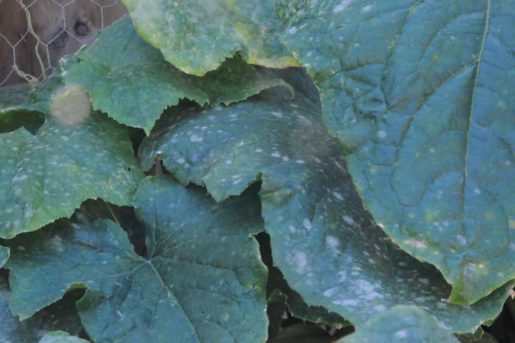 identify white mould on plant leaves