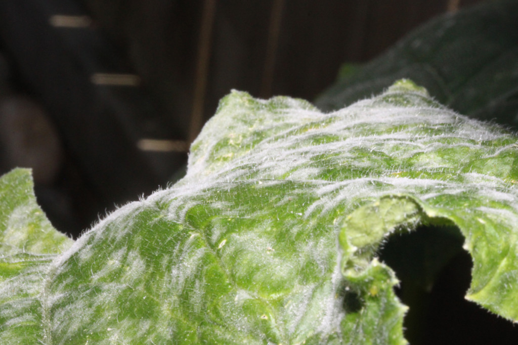 powdery mildew leaf