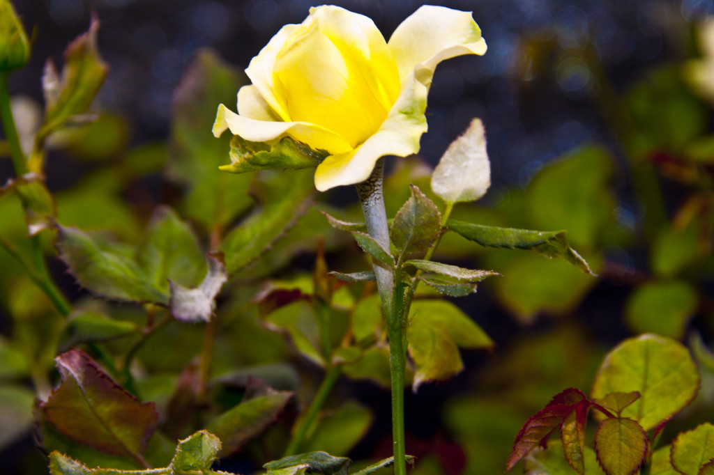 powdery mildew rose hydroponics