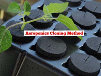aeroponics cloning method