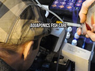 aquaponics fish care