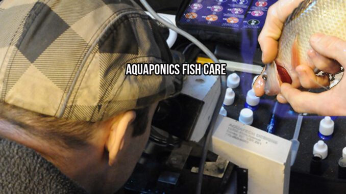 aquaponics fish care