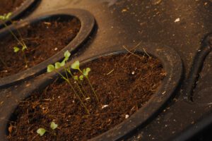 hydroponic kale seedling