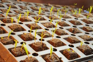 hydroponic spinach seedlings