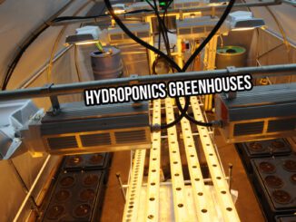 hydroponics greenhouses
