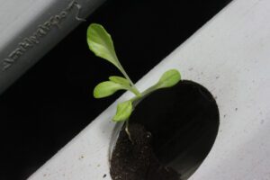 hydroponics lettuce nft system