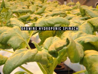 growing hydroponic spinach