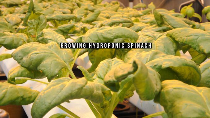 growing hydroponic spinach