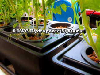 rdwc hydroponic systems