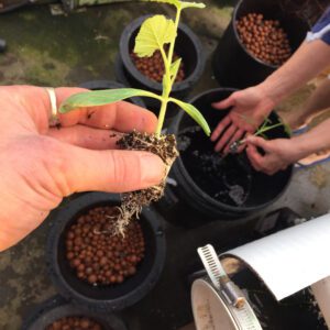 rdwc system seed plants roots
