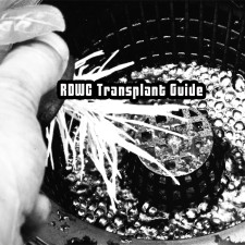 RDWC System Transplant Guide