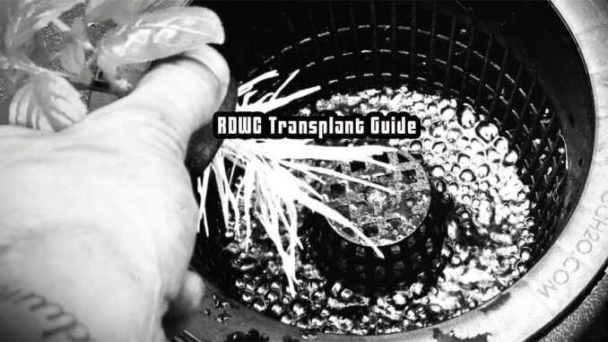 rdwc system transplant guide