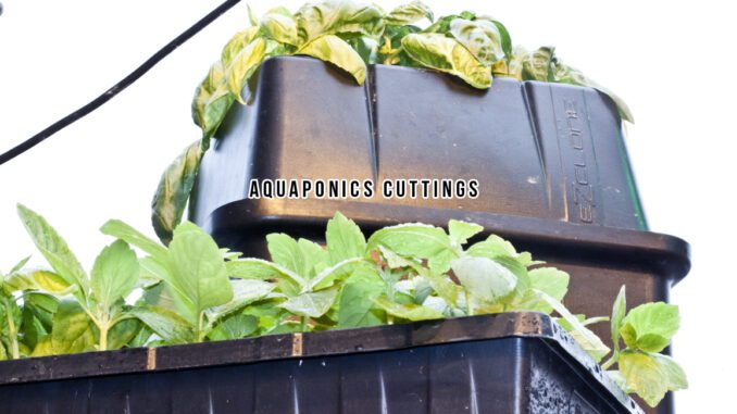aquaponics cuttings