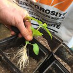 potting bare roots