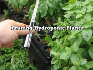 pruning hydroponic plants
