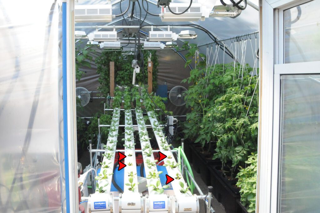 spinach crop disease hydroponics