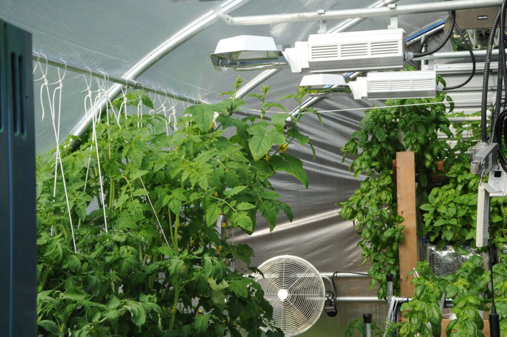 training hydroponics plants