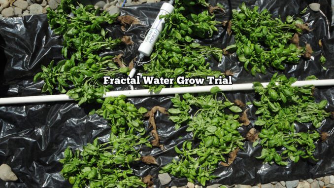 fractal water grow trial