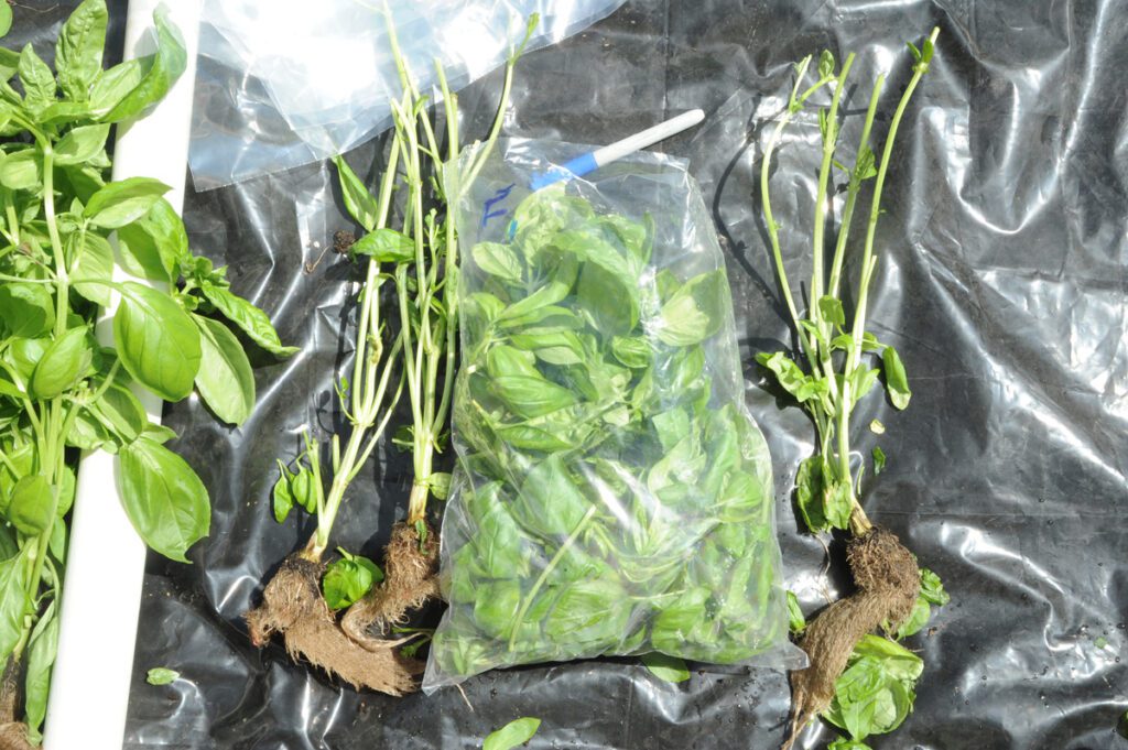 harvested hydroponic basil