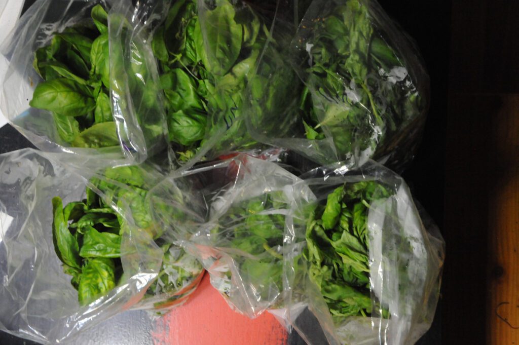 packaged hydroponic basil