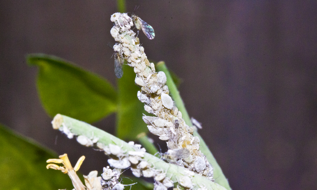 aphids predators hydroponics greenhouses