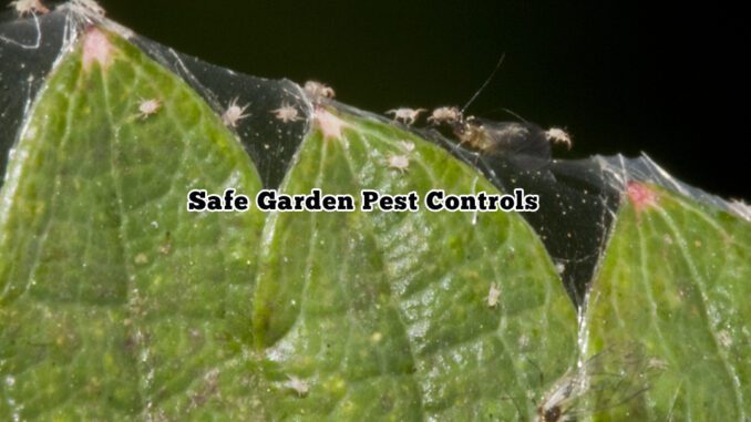safe garden pest controls