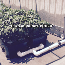 Current Culture CCH2O