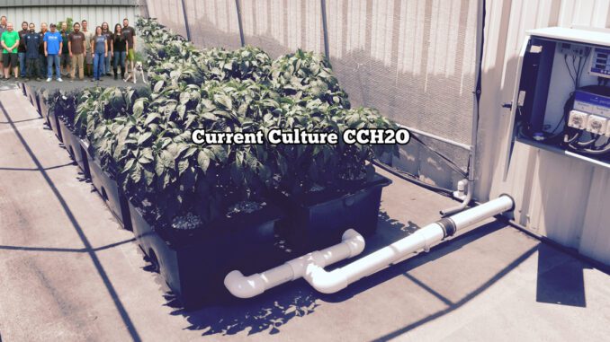 current culture cch2o