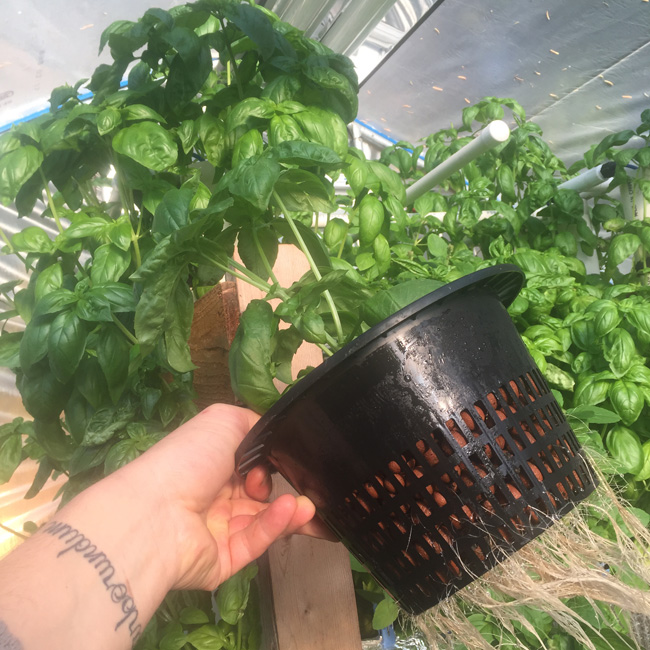 hydroponic genovese basil roots