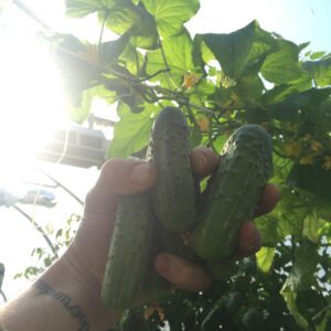 hydroponic pickle variety