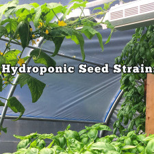 Hydroponic Seed Strains Selections
