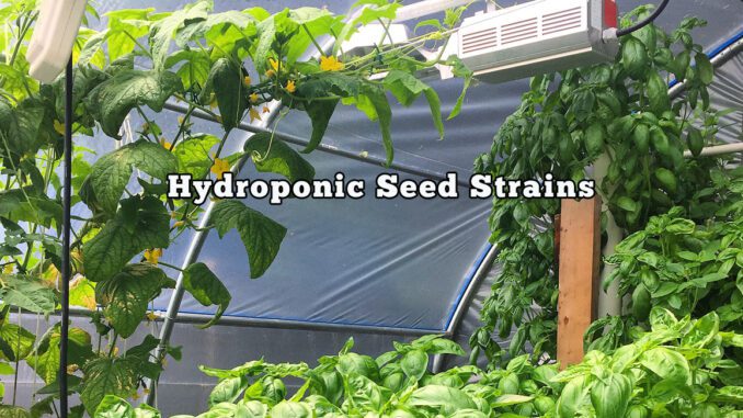 hydroponic seed strains
