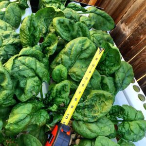 hydroponic spinach variety