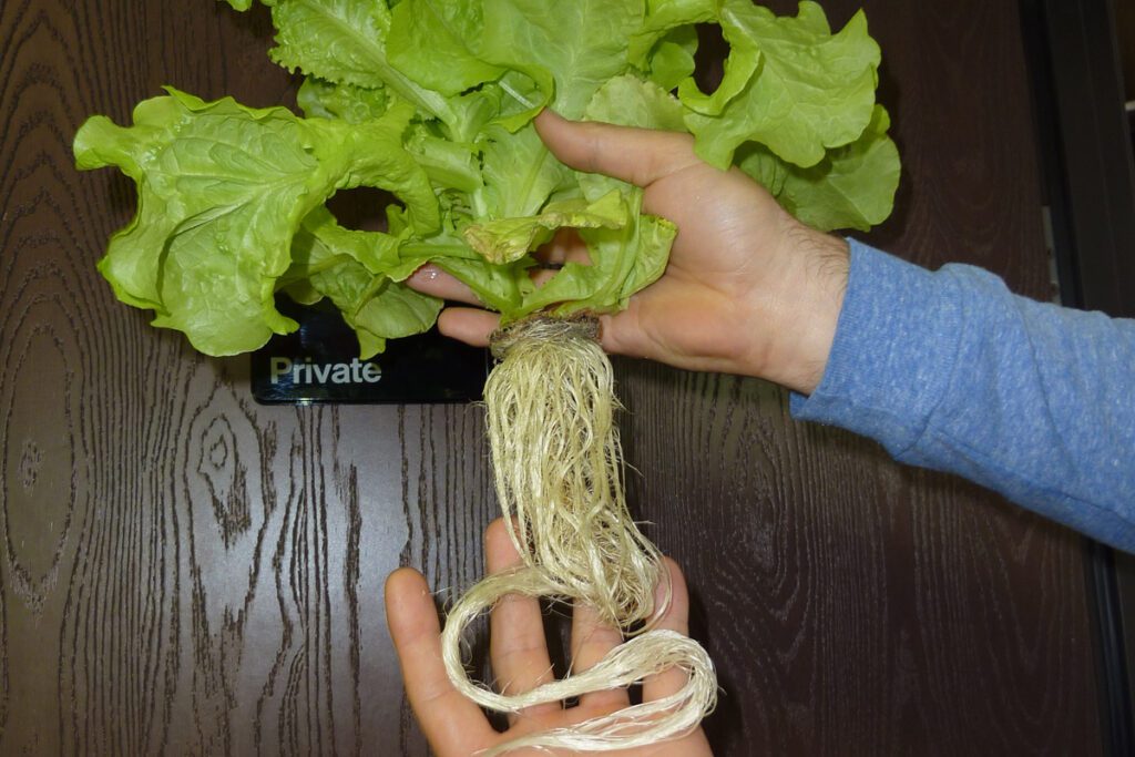 aeroponic lettuce