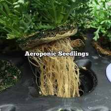 Aeroponic Seedlings