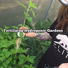 Fertilizing Hydroponic Gardens