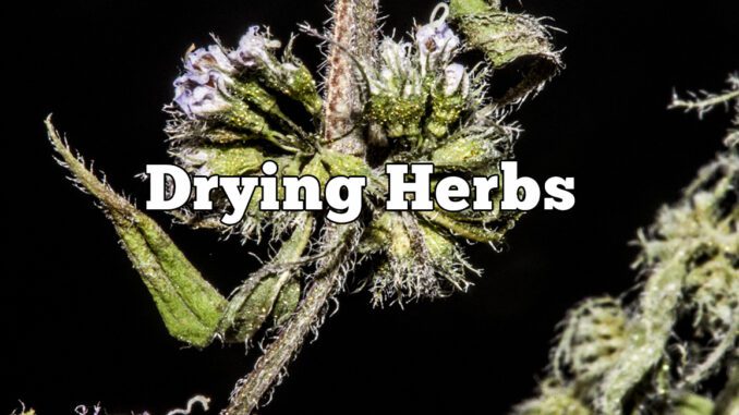 drying herbs