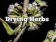 drying herbs