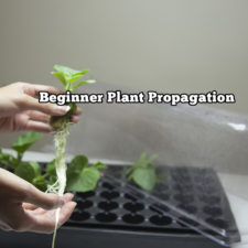 Beginner Plant Propagation Easy Guide