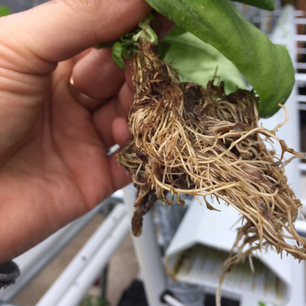 healthy roots organic hydroponics