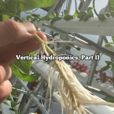 Vertical Hydroponics, Part Two