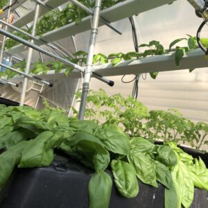 aeroponics cloning growing