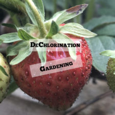 DeChlorination Gardening