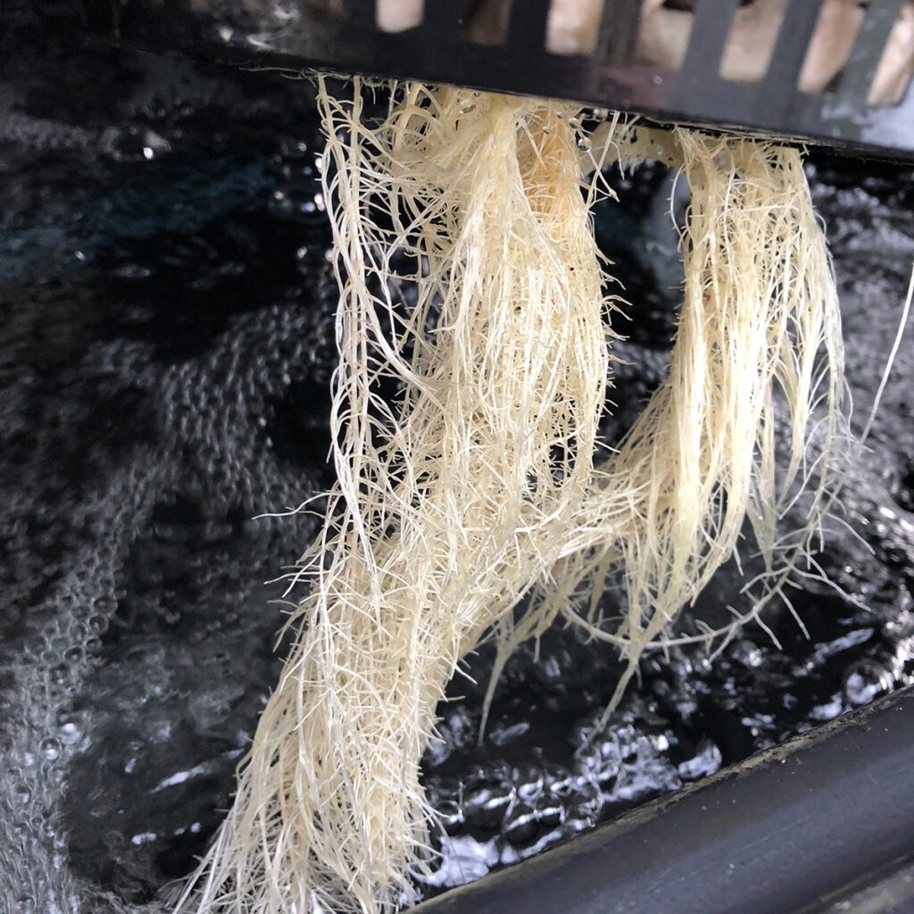 healthy-hydroponic-plant-roots-under-current-system